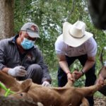 Hidalgo refuerza acciones de atención y control del Gusano Barrenador del Ganado