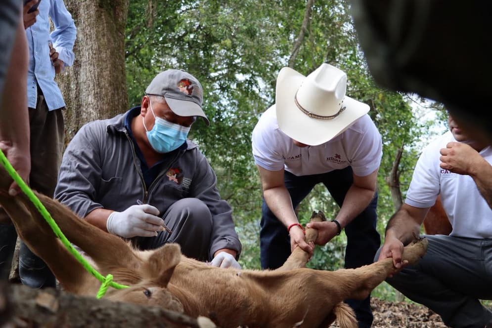 Hidalgo refuerza acciones de atención y control del Gusano Barrenador del Ganado