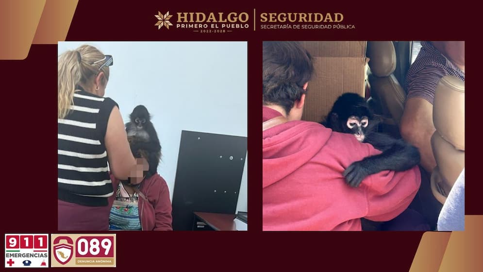 Rescatan Policías Estatales a un mono araña en Actopan